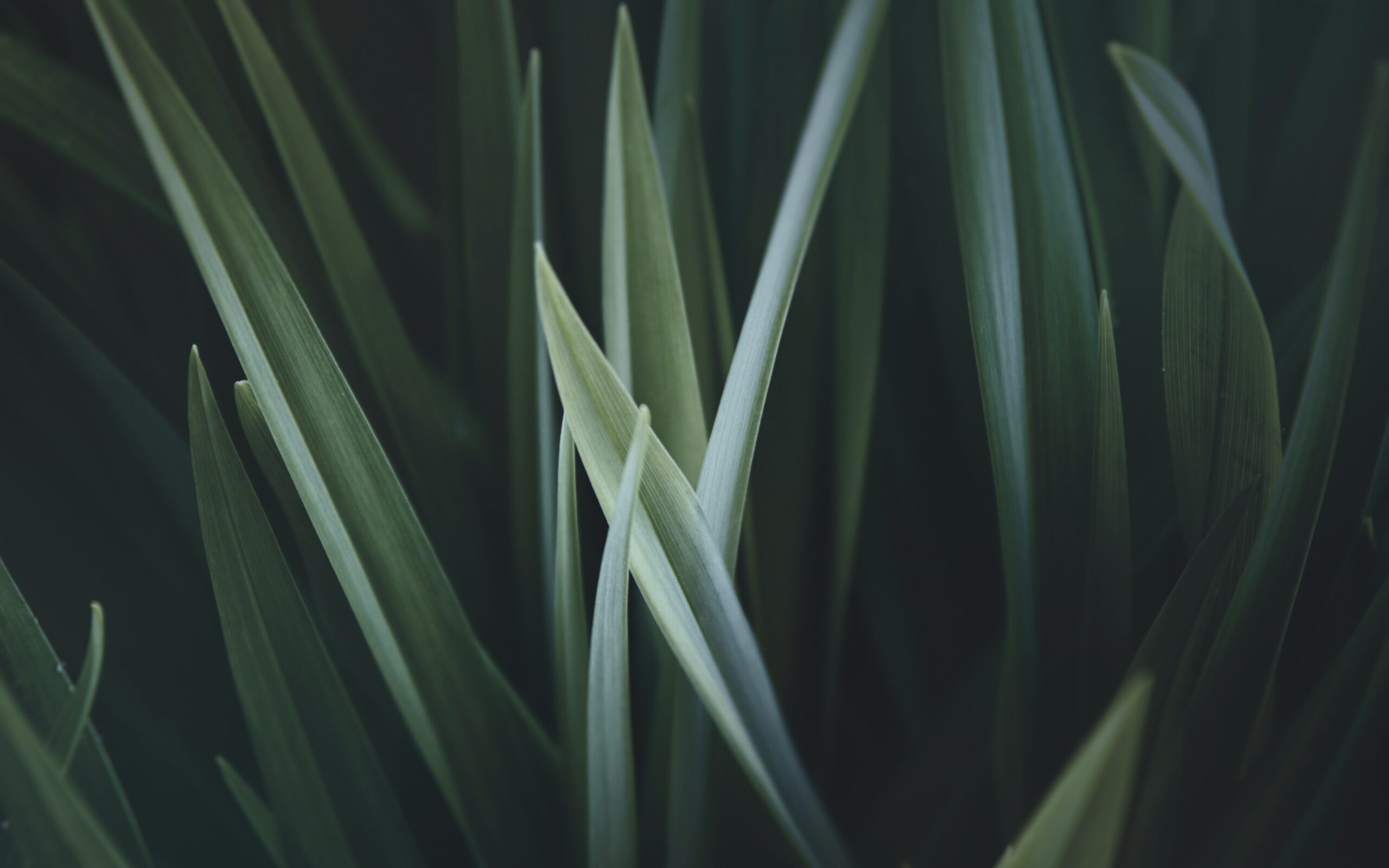 Descubre los sorprendentes beneficios de la arcilla verde para tu piel y bienestar