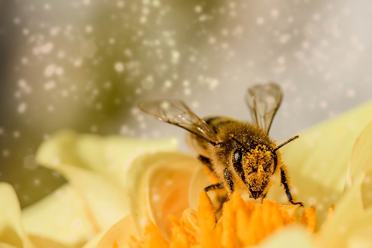 Polen de abeja – Sabor de Te